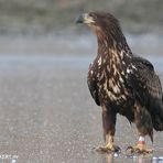 Seeadler Bj 2008