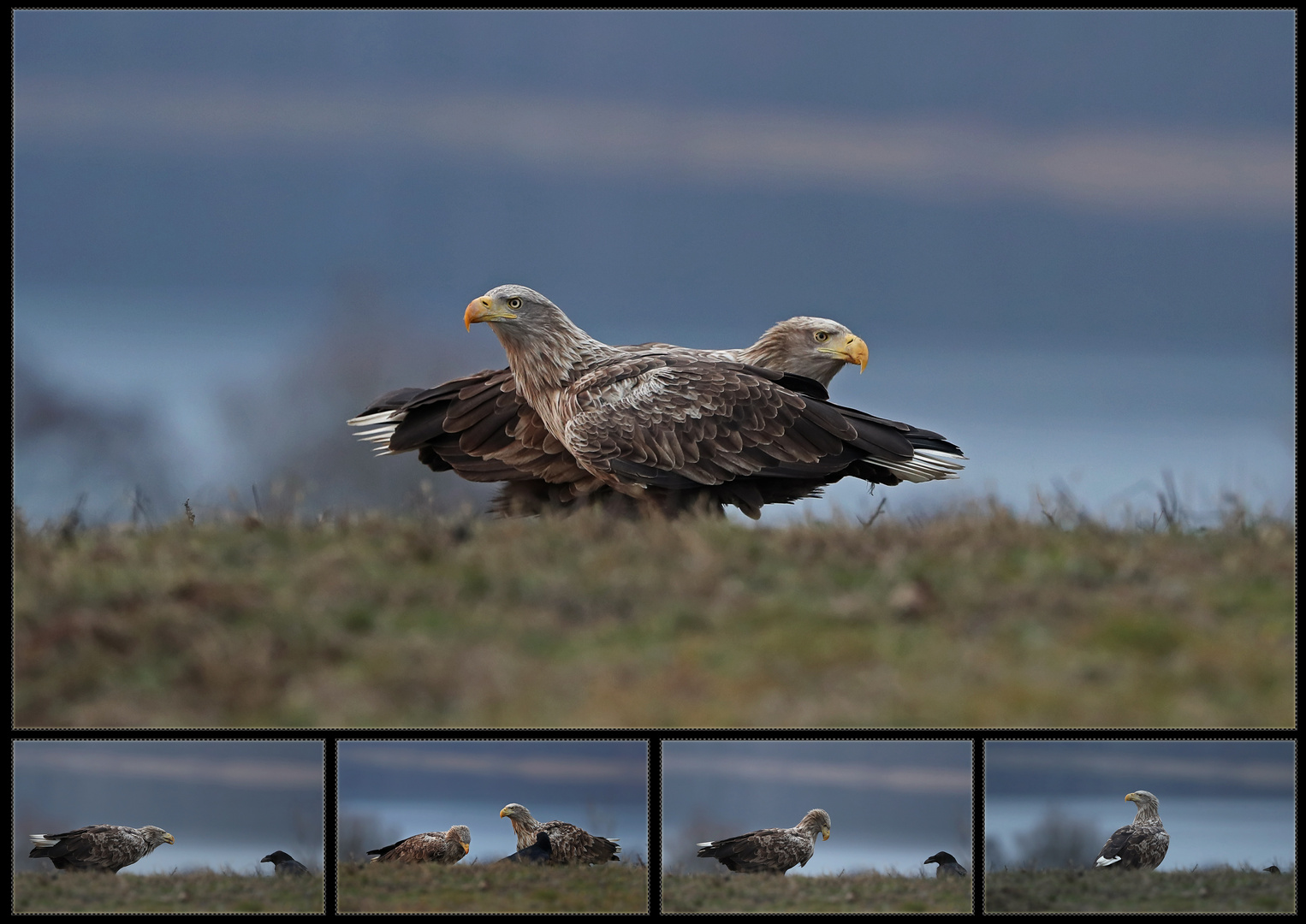 Seeadler (Blaue-Stunde)