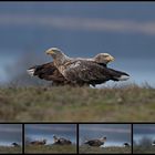 Seeadler (Blaue-Stunde)