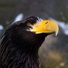 Seeadler Blick