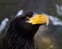 Seeadler Blick