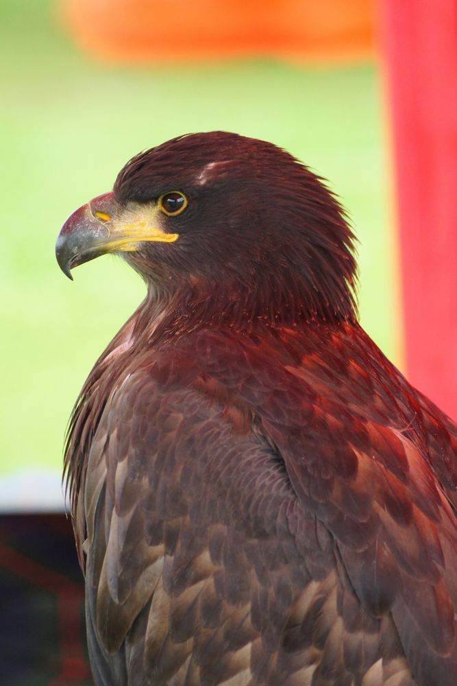 Seeadler 'Buga'