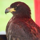 Seeadler 'Buga'