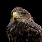 Seeadler (c)