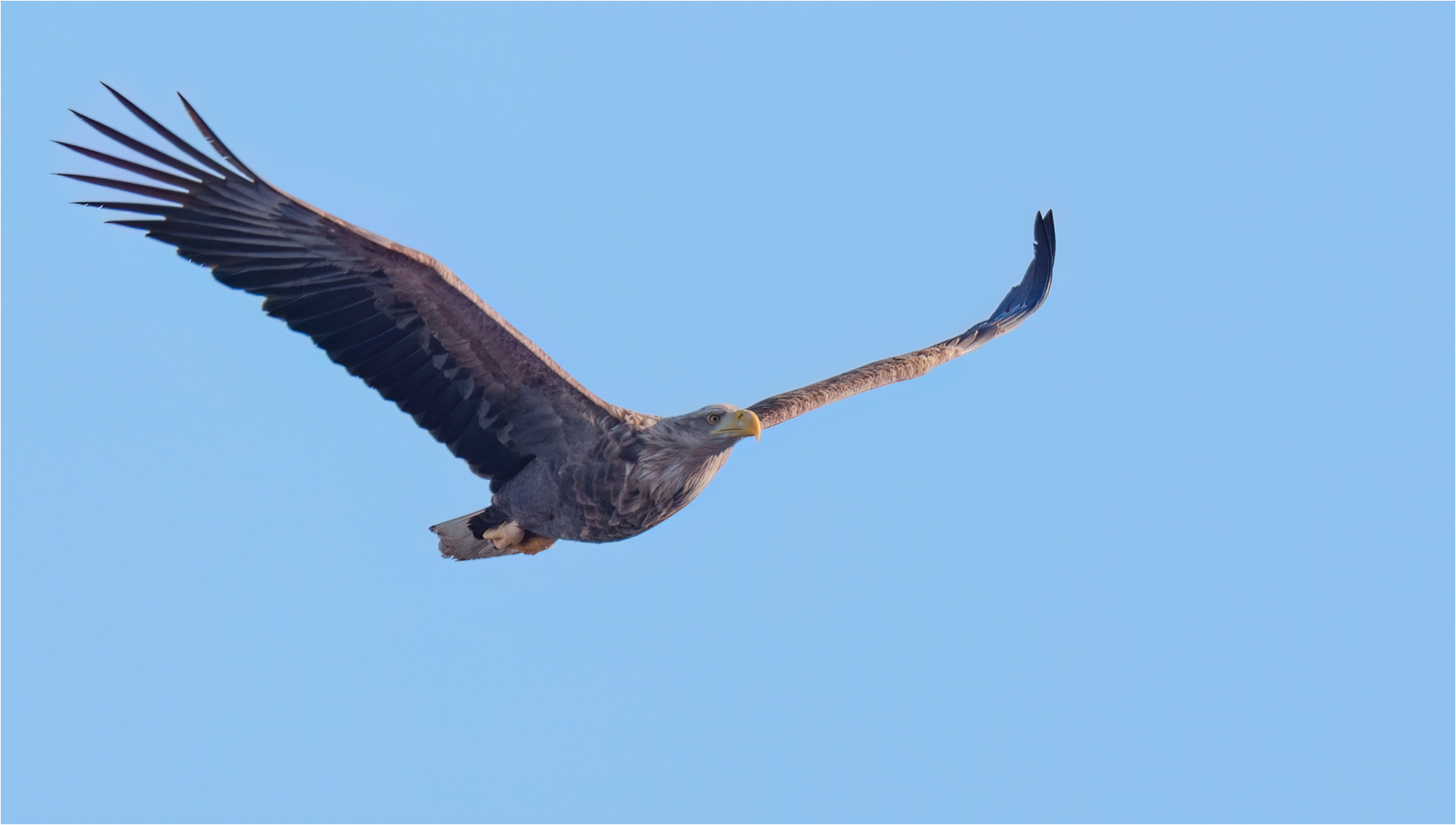 Seeadler