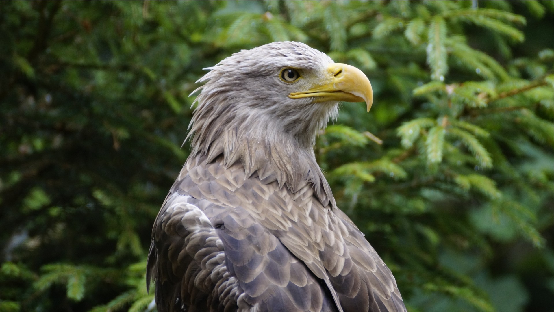 Seeadler