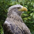 Seeadler