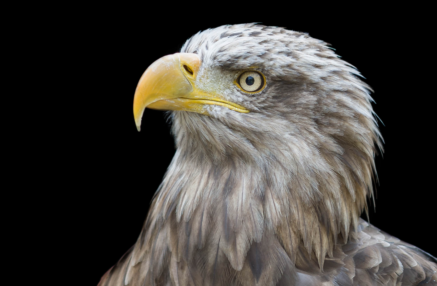 Seeadler Foto & Bild | youth, natur, zoo Bilder auf fotocommunity