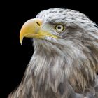 Seeadler