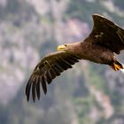 Seeadler