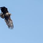 Seeadler