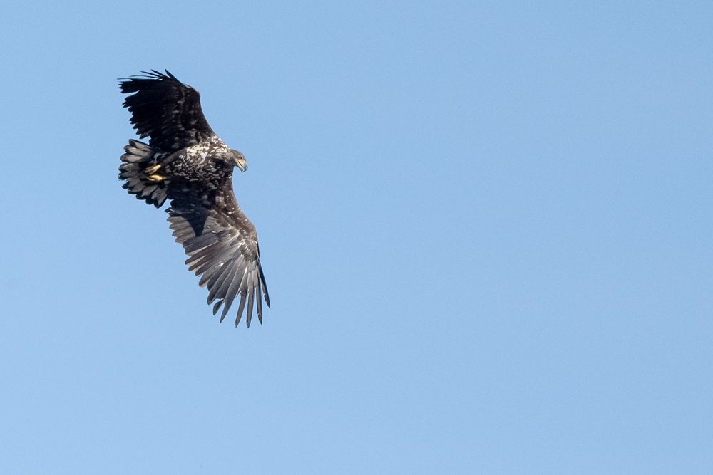 Seeadler