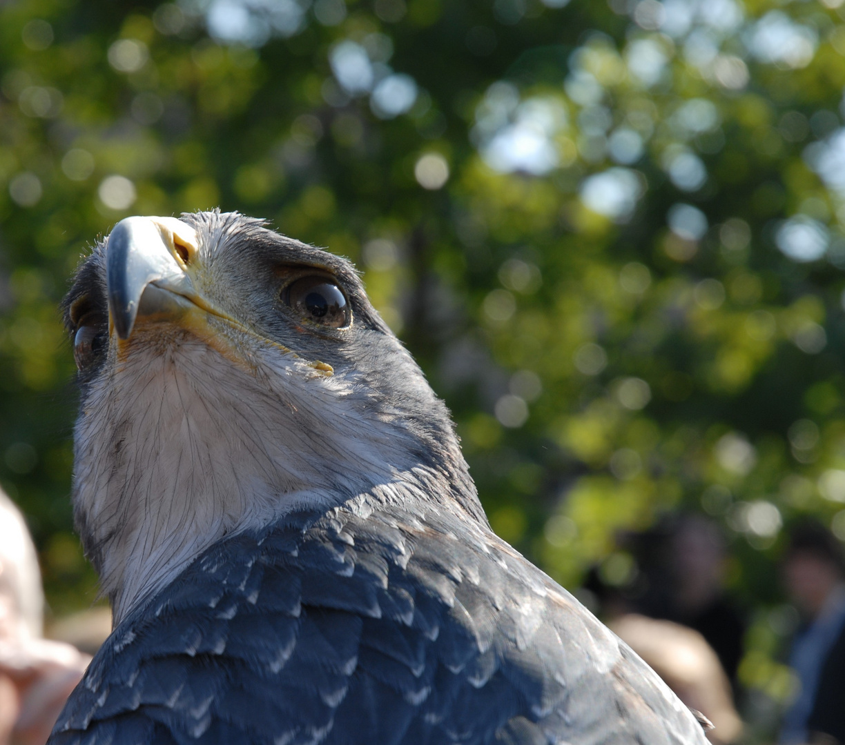 Seeadler