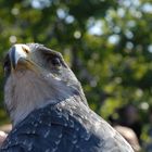 Seeadler