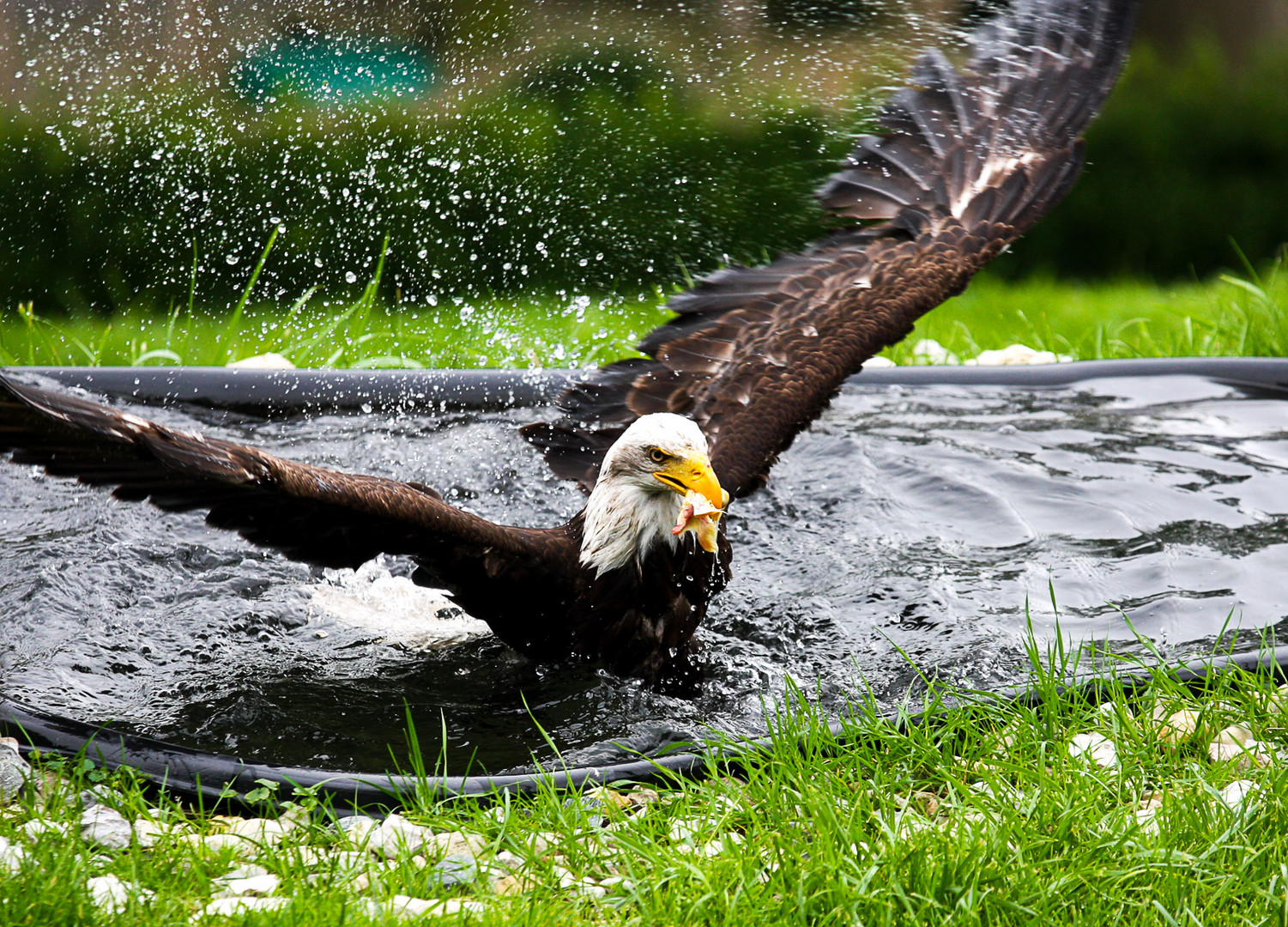 Seeadler