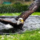 Seeadler