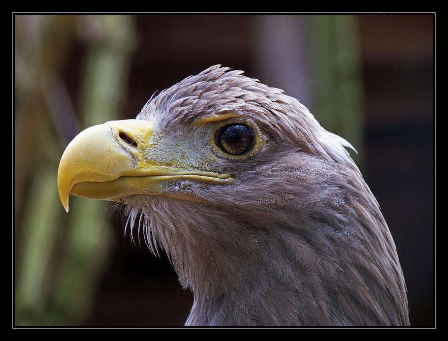 Seeadler