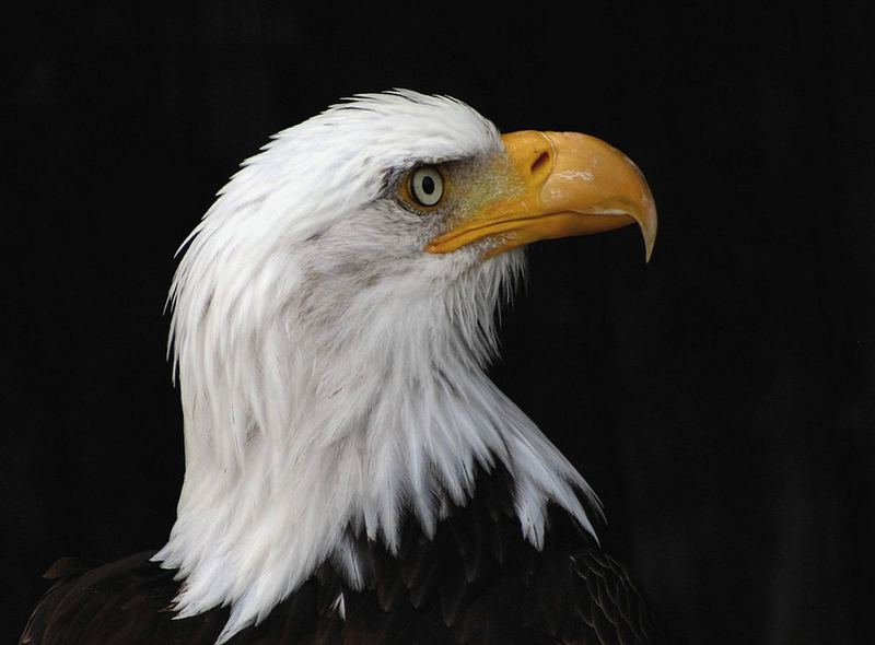 Seeadler.