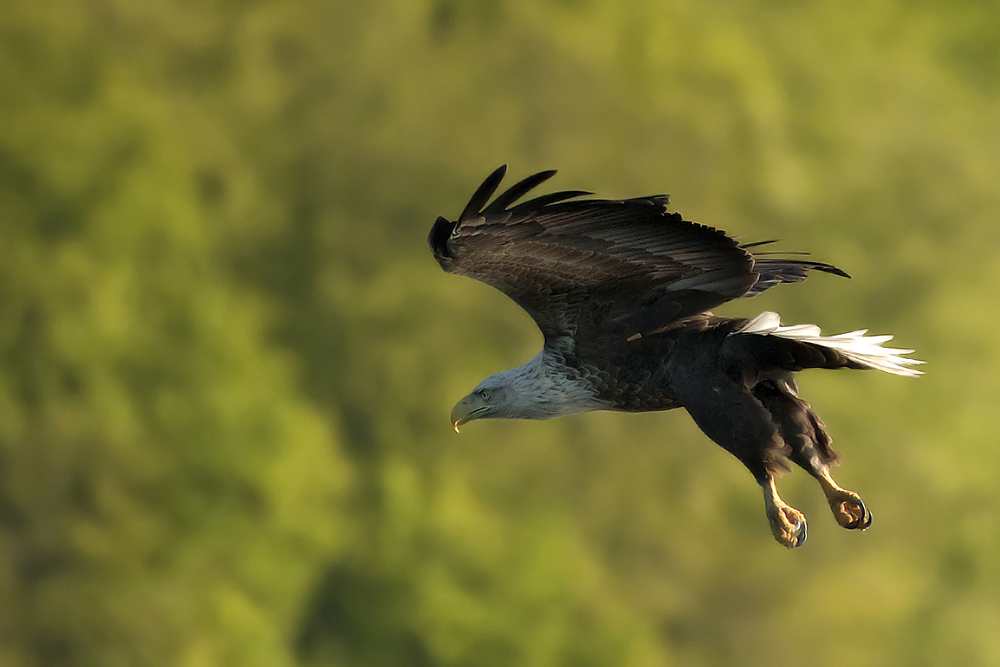 Seeadler