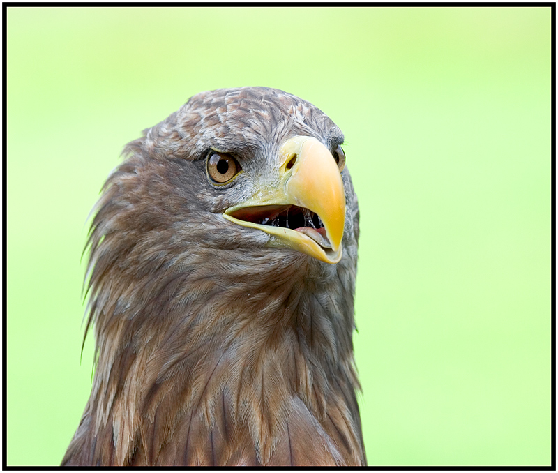 Seeadler