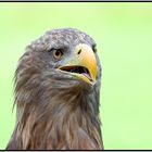 Seeadler