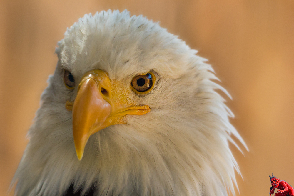 SEEADLER