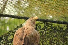 Seeadler 