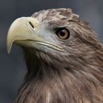 Seeadler