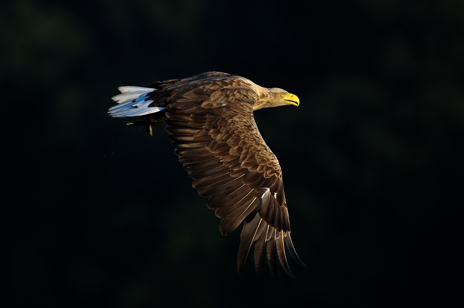 Seeadler