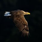 Seeadler