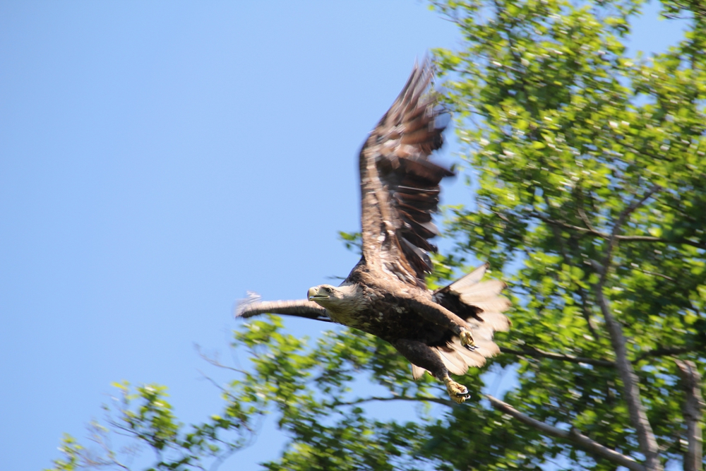 Seeadler