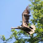 Seeadler