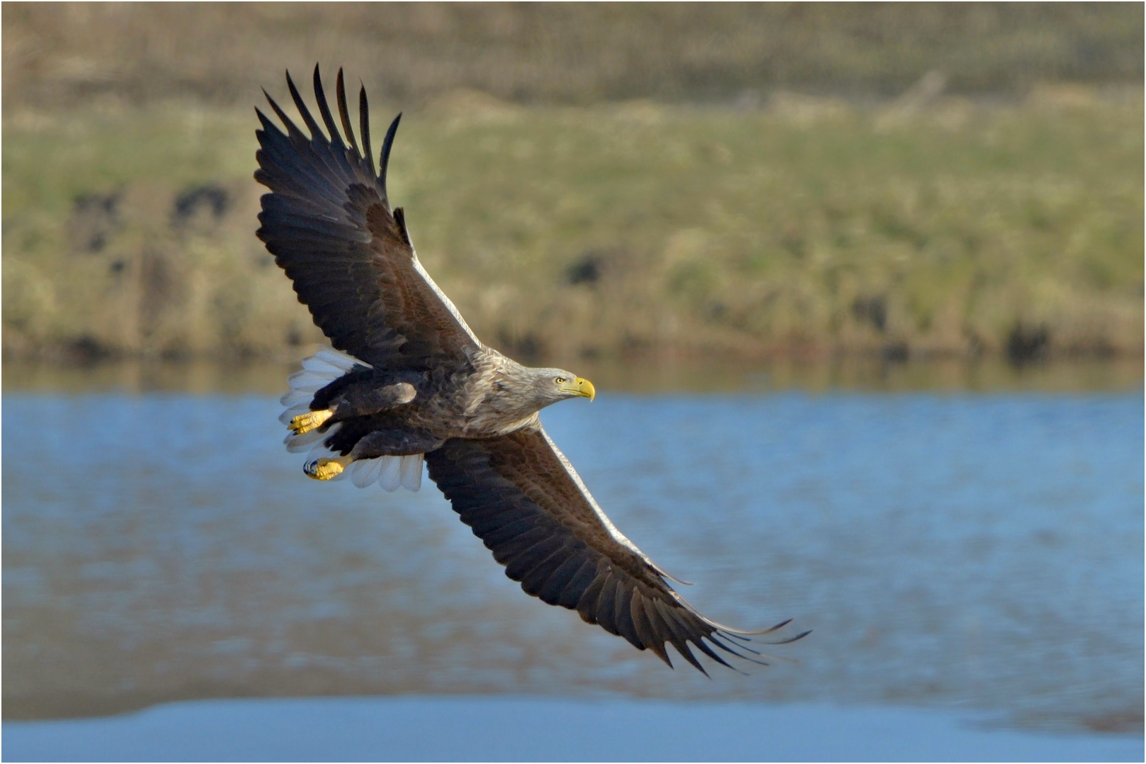 Seeadler