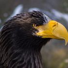 Seeadler