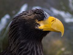 Seeadler