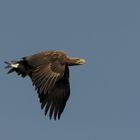 Seeadler