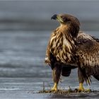 Seeadler