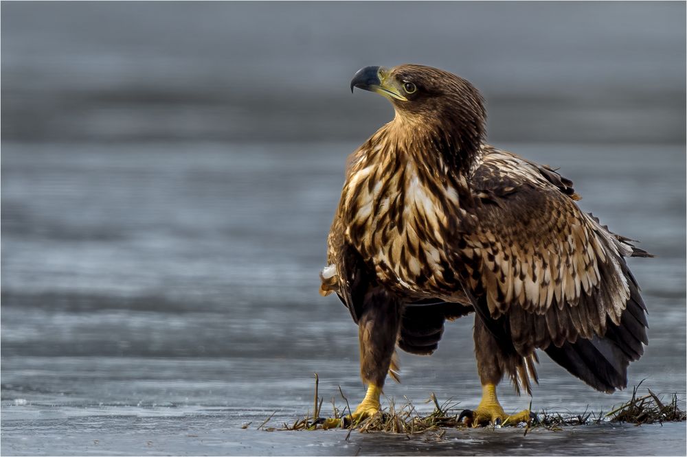 Seeadler