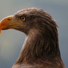 Seeadler