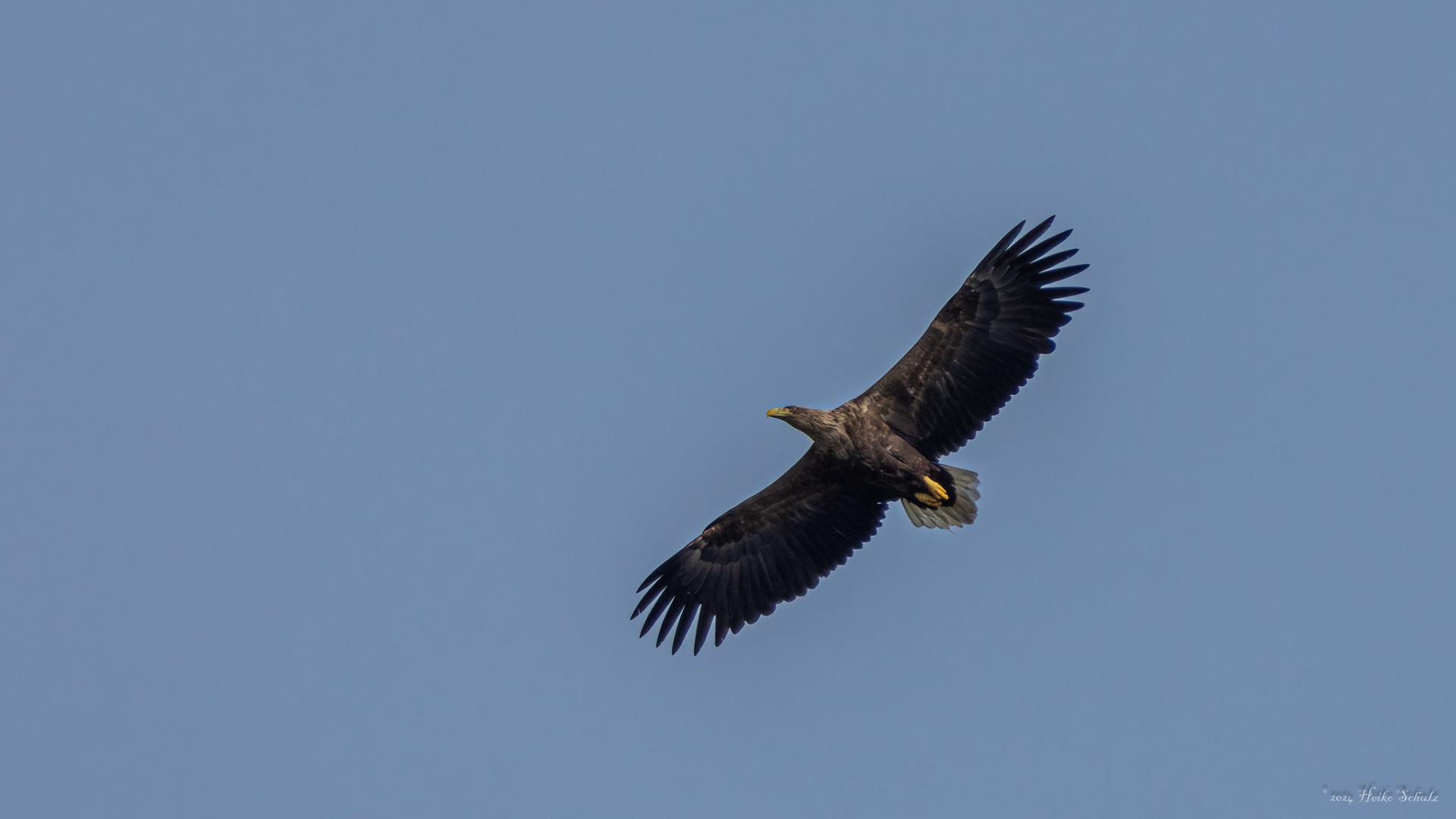 Seeadler