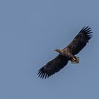 Seeadler