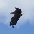 Seeadler