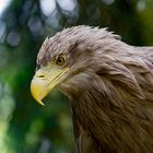 Seeadler