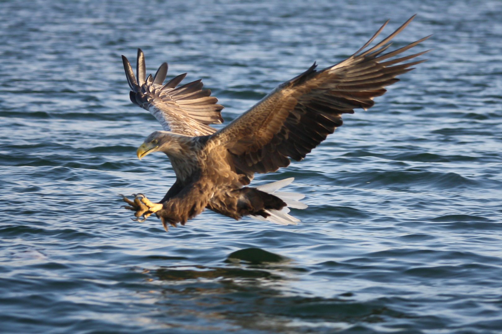 Seeadler