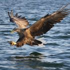 Seeadler