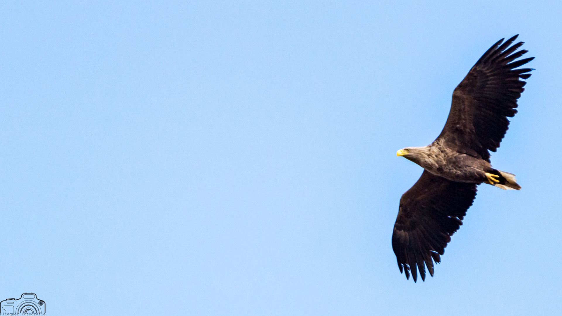 Seeadler