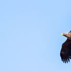 Seeadler