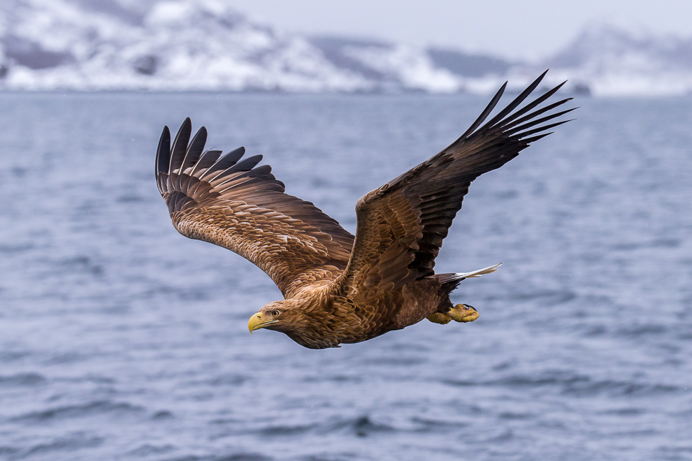 Seeadler