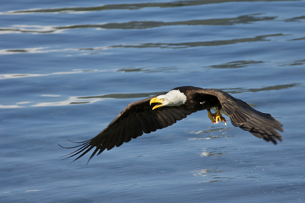 Seeadler