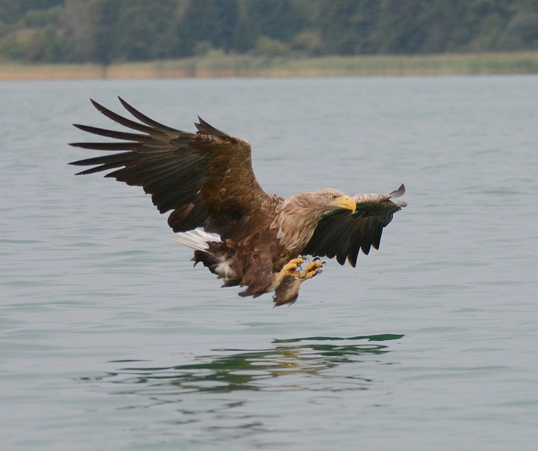 Seeadler